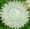 hvid Blomst Strawflowers, Papir Daisy foto