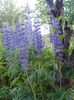 sininen Kukka Streamside Lupiini kuva