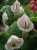 pink Flower Striped Cobra Lily, Chinese Jack-in-the-Pulpit photo