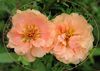 rosa Sol Plante, Portulaca, Rose Moss