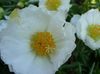 λευκό λουλούδι Εργοστάσιο Ήλιο, Portulaca, Αυξήθηκε Βρύα φωτογραφία