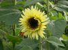 gelb  Sonnenblume foto