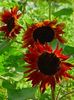burgundietis Zieds Saulespuķe foto