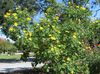 黄  葵花子树，树金盏花，野生向日葵，向日葵墨西哥 照片