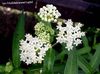 balts Purvs Milkweed, Maypops, Rožu Milkweed, Sarkans Milkweed