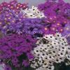紫 花 天鹅河菊 照片