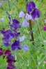 purpurowy Kwiat Groszek zdjęcie