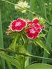červená Kvetina Sweet William fotografie