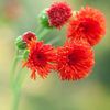 红  流苏花，植物区系的画笔 照片