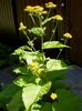 galben Floare Telekia, Oxeye Galben, Heartleaf Oxeye fotografie
