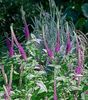 vijolična Cvet Teucrium fotografija