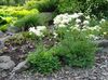 mola Thalictrum Petaloideum