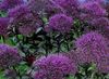 violet Floare Throatwort fotografie