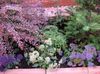 იასამნისფერი ყვავილების Throatwort ფოტო