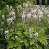 biely  Tiarella, Pena Kvetina fotografie