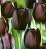 burgundy Tulip