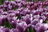 roxo Flor Tulipa foto