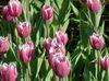 rosa Blomma Tulip foto