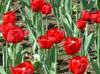 raudonas žiedas Tulpė nuotrauka