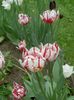 rød Tulipan