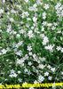 λευκό Tunicflower