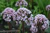 Umbrella Plant, Indian Rhubarb