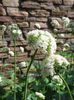 white Flower Valerian, Garden Heliotrope photo