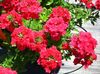 czerwony Kwiat Verbena Hybrydowy zdjęcie
