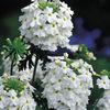 hvit Blomst Verbena bilde