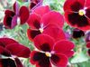 crvena Cvijet Viola, Maćuhica foto