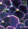 черный Цветок Фиалка Витрокка (Анютины глазки) фото