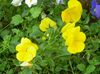 желтый Цветок Фиалка Витрокка (Анютины глазки) фото