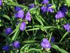 ვირჯინიის Spiderwort, ლედი ცრემლები