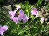 pink Blomst Virginia Spiderwort, Dame Tårer foto