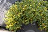 yellow Flower Vitaliana photo