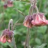 burgundy Flower Water Avens, Bog Avens, Cure All photo