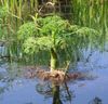 white Flower Water Celery, Water Parsley, Water Dropwort photo