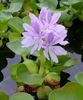 Vodný Hyacint