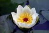 Water lily 