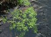 green Flower Water Primrose, Marsh Purslane, Marsh Seedbox photo