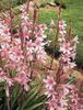 Watsonia, Bugle Lily 