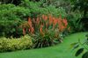 red Flower Watsonia, Bugle Lily photo