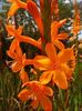 oranžna Cvet Watsonia, Bugle Lily fotografija