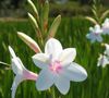 white Flower Watsonia, Bugle Lily photo