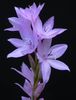 იასამნისფერი ყვავილების Watsonia, Bugle ლილი ფოტო