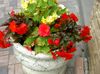 црвено Цвет Восак Бегонија, Туберозна Бегонија фотографија