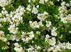 თეთრი ყვავილების ცვილის Begonias ფოტო
