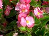 ვარდისფერი ყვავილების ცვილის Begonias ფოტო
