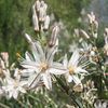 White Asphodel