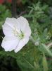 bijela Cvijet Bijeli Buttercup, Blijedo Noćurka foto